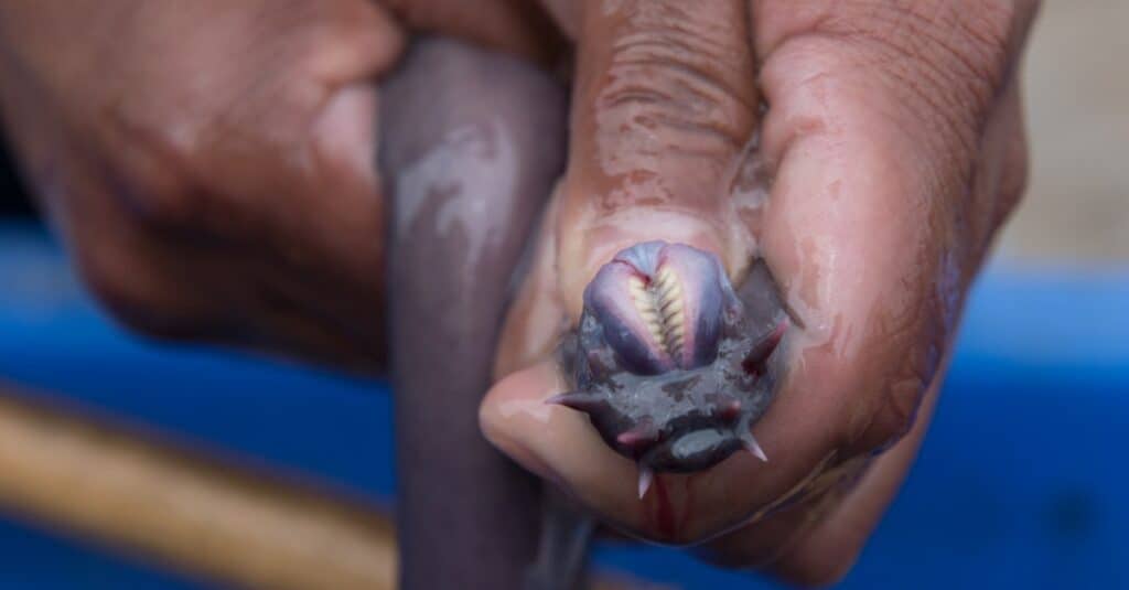 Animali che hanno più cuori: Hagfish