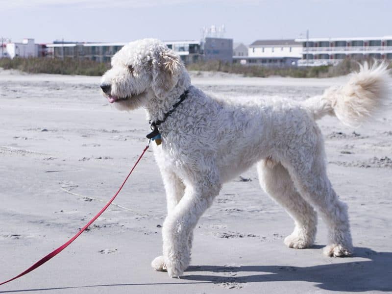 Grande labradoodle adulto al guinzaglio, camminando nella sabbia