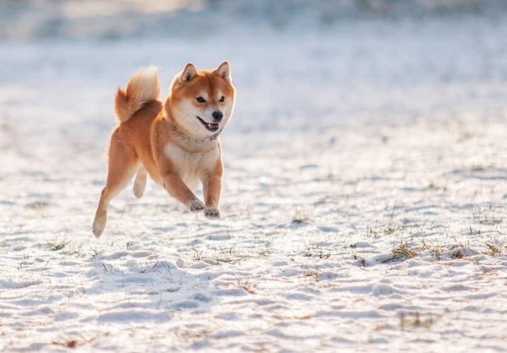 Shiba Inu che gioca nella neve