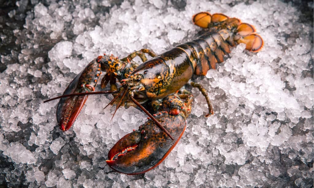Quante zampe hanno le aragoste?  5 fatti interessanti sulle cosce di aragosta