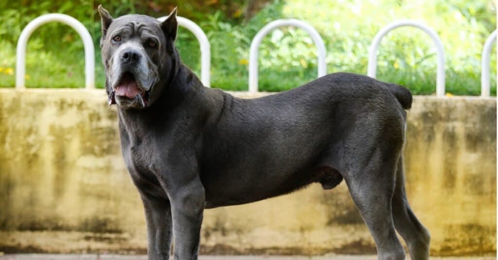 vecchio cane corso vista laterale all'esterno