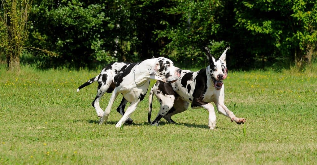 Alani che giocano in campo