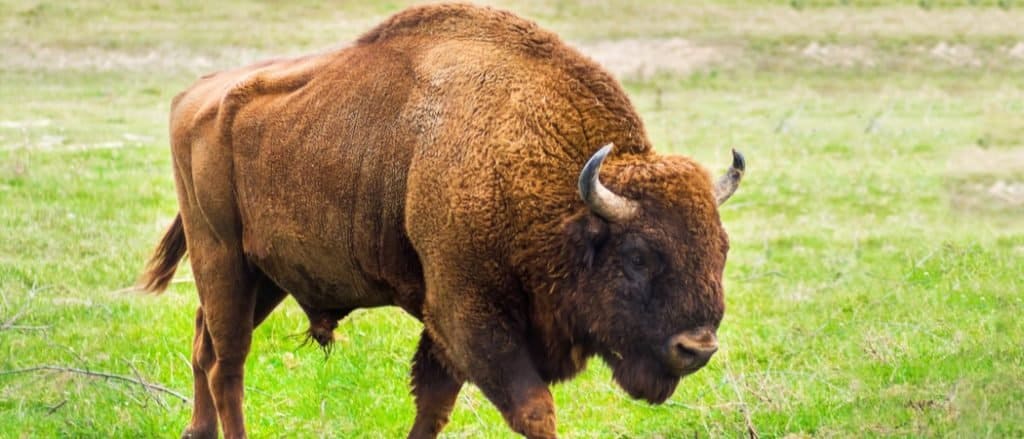 Animali in Bielorussia