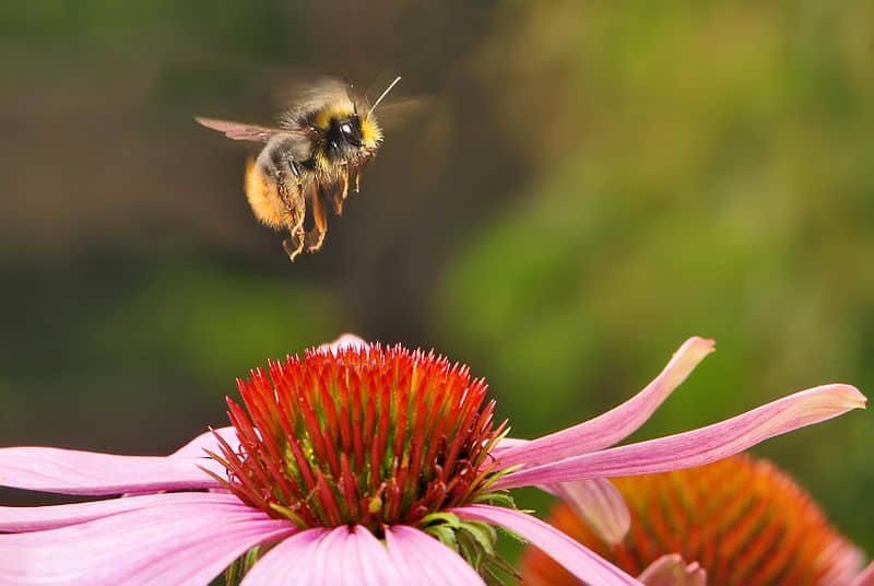 Il bombo precoce (Bombus pratorum)