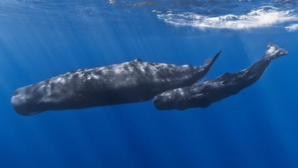 Una mamma capodoglio e il suo piccolo al largo delle coste di Mauritius.
