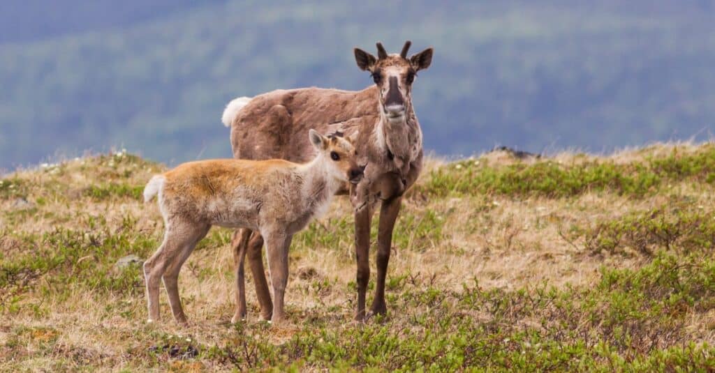 Femmina e vitello Caribou Coffee Company sulla tundra alpina in Yukon, Canada.