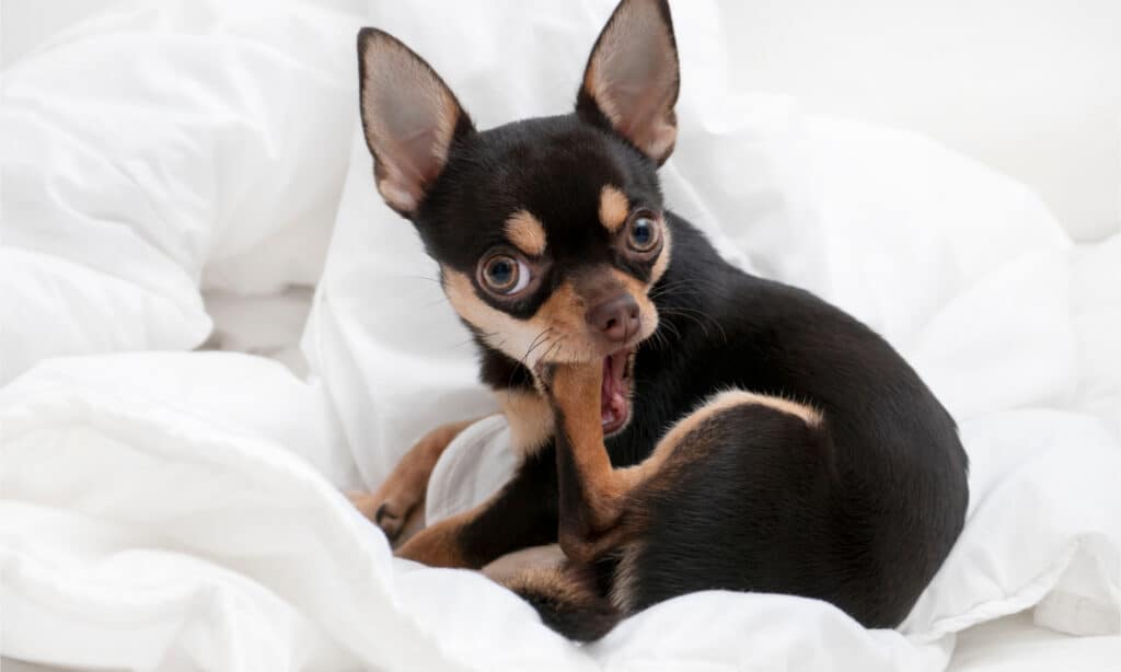 Un chihuahua che si mastica la zampa posteriore