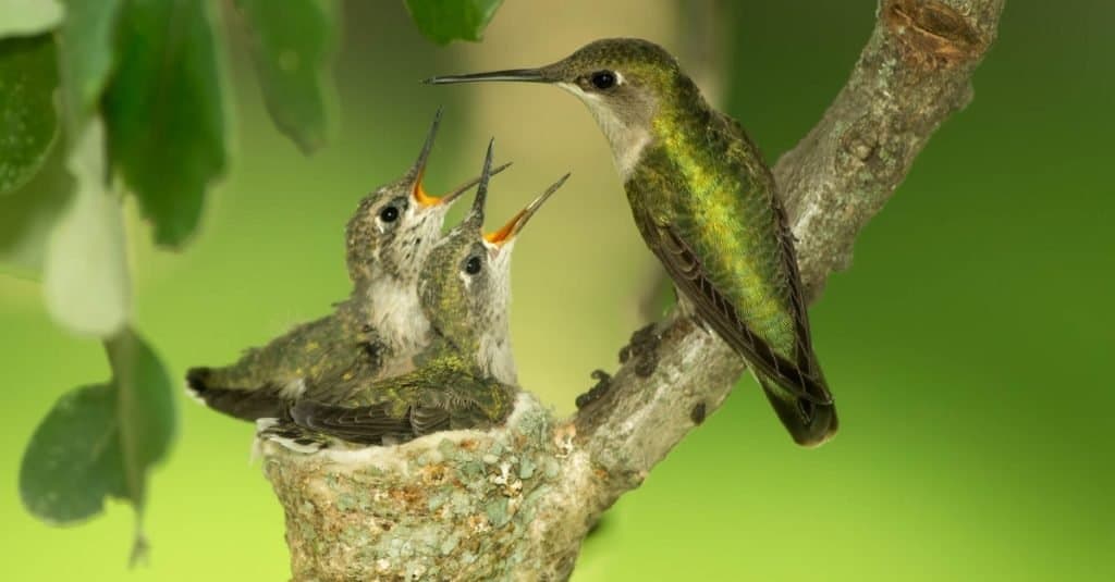 Colibrì Ruby-Throated femminile che alimenta i pulcini nel nido.