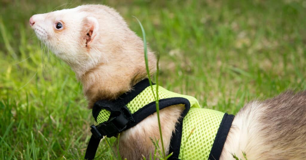 Furetto maschio di cannella in un'imbracatura che gioca nel giardino.