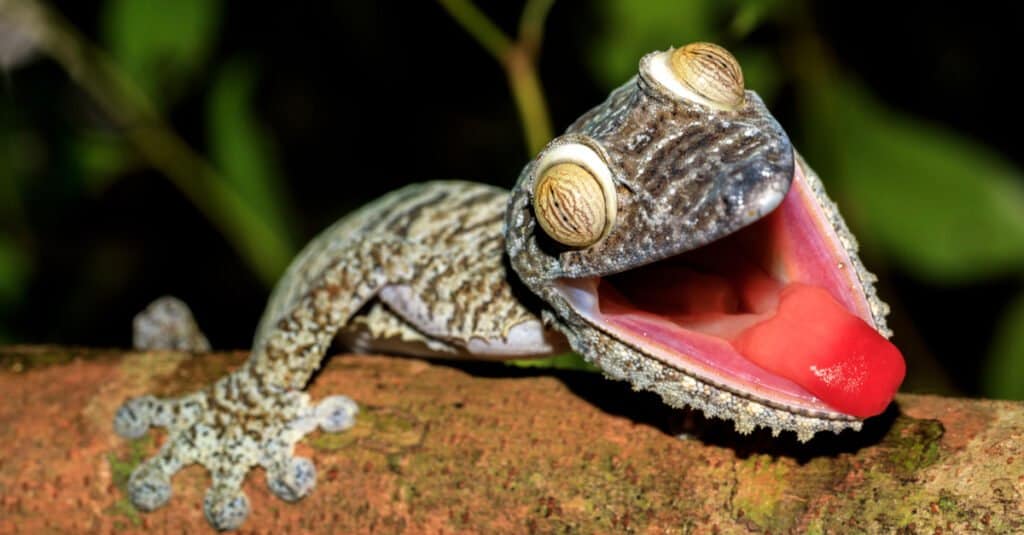 Lingua di lucertola - Geck gigante dalla coda a foglia