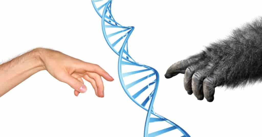 Gorilla contro mano umana