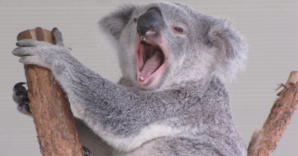 Denti di Koala - Koala che sbadiglia