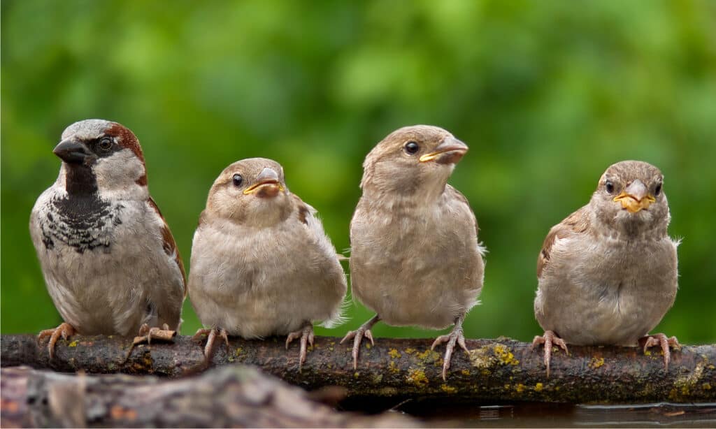 passero domestico