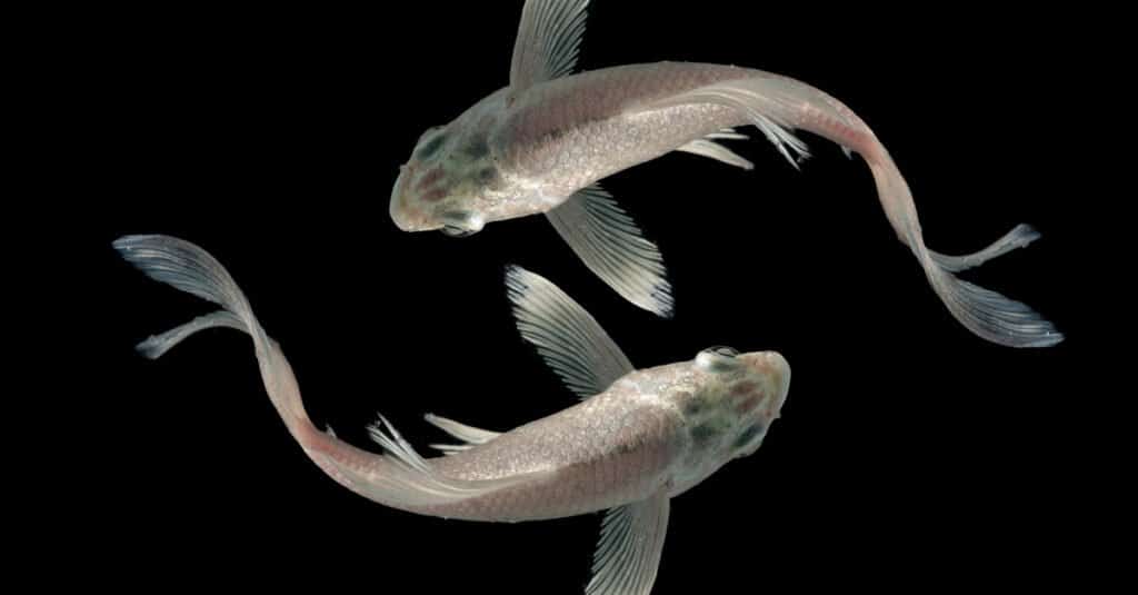 Pesce bianco - Farfalla Koi