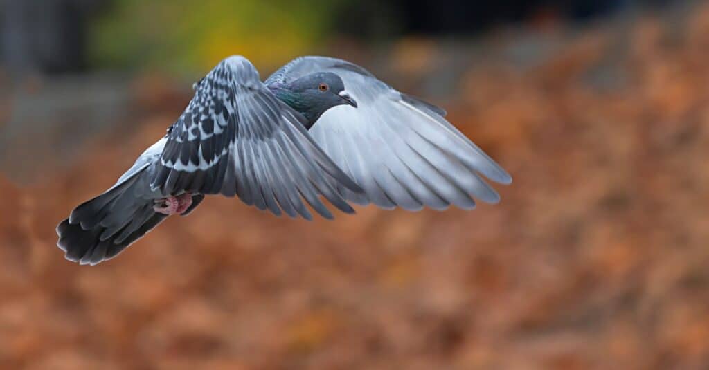 piccione in volo