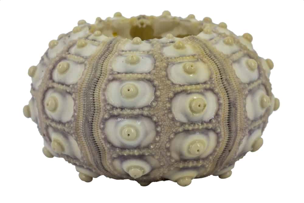 Riccio di mare imperiale