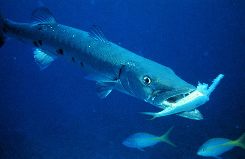 Barracuda con la preda