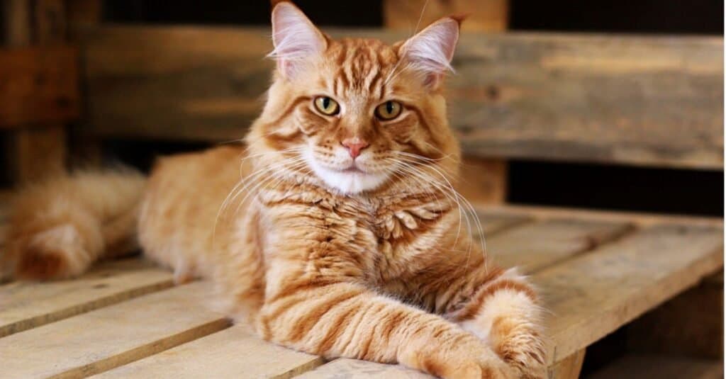 Quanto tempo vivono i gatti?