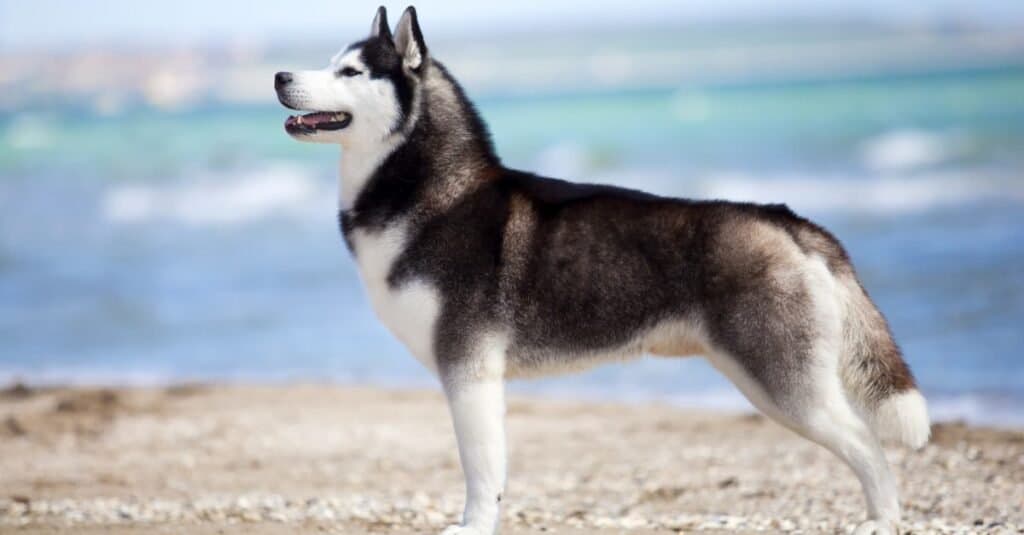 Pomskij contro Husky