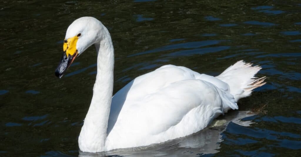 Il più alto cigno volante degli uccelli