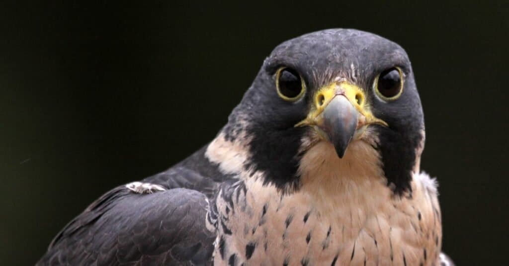 Tipi di uccelli falco