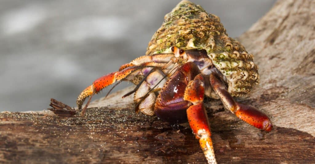 Il più grande granchio eremita - granchio eremita caraibico (Coenobita clypeatus)