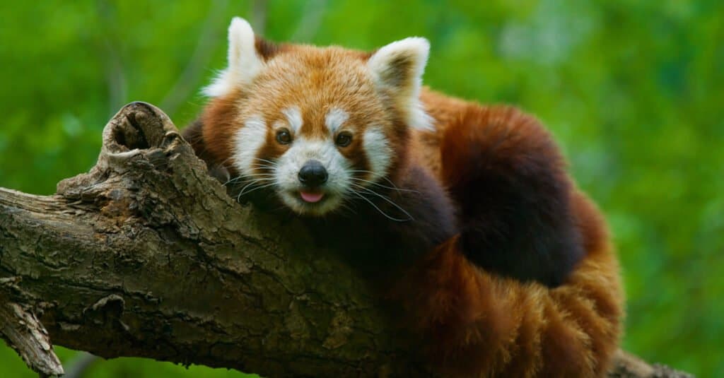panda rosso contro procione