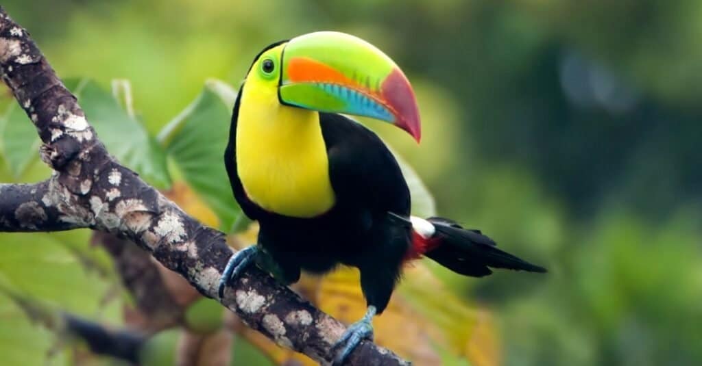 Tucano contro pappagallo