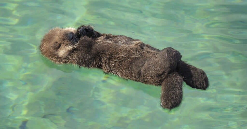 lontra di fiume vs lontra marina