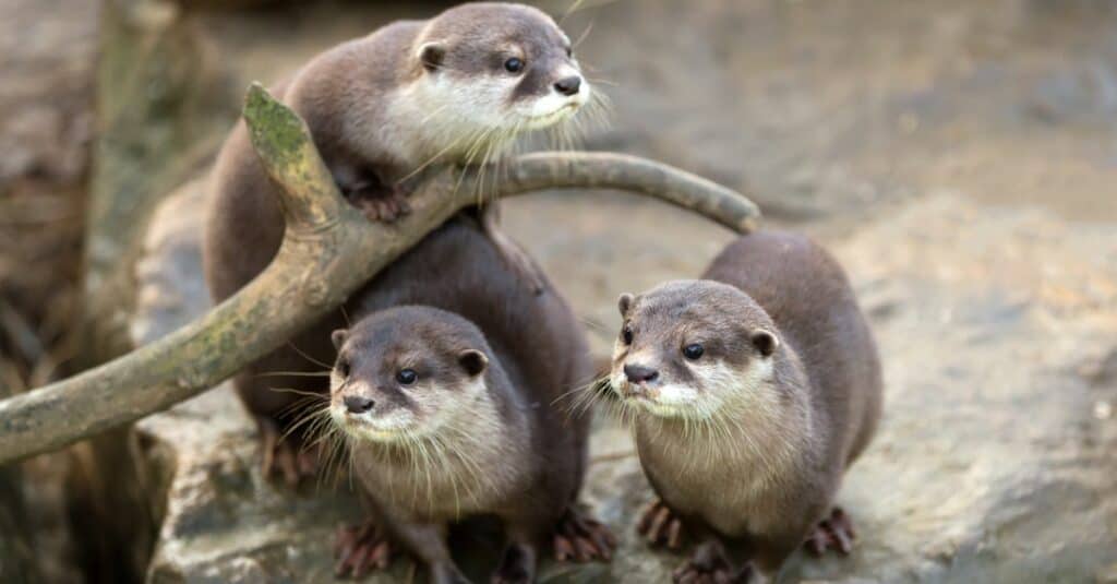 lontra di fiume vs lontra marina