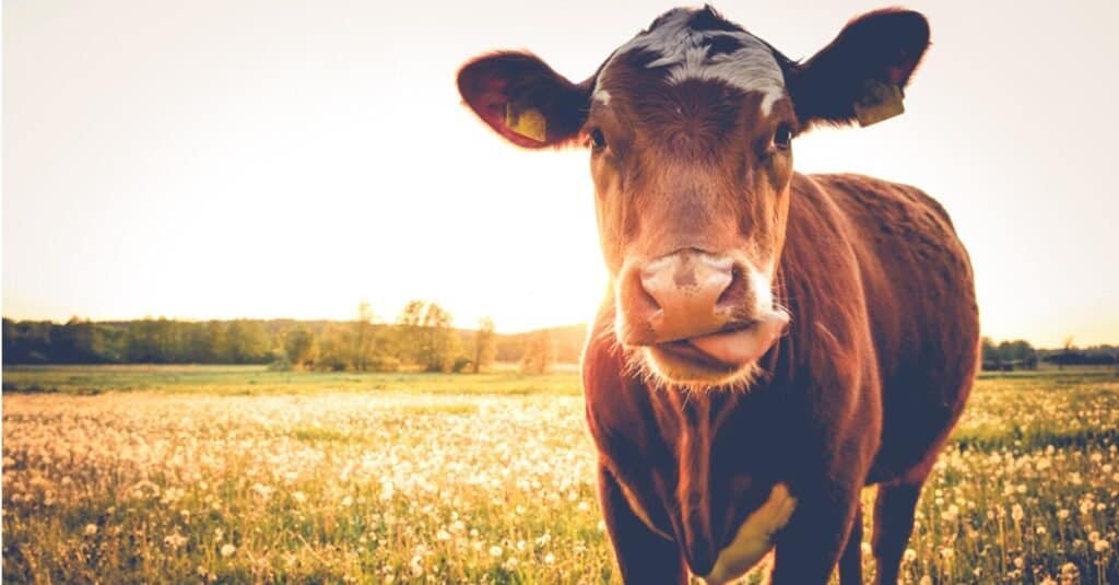 mucca marrone con la lingua fuori
