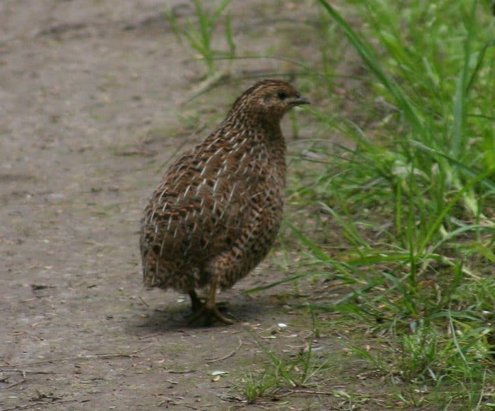 Brown Quaglia (Coturnix ypsilophorus), Tiritiri Matangi Island, Nuova Zelanda