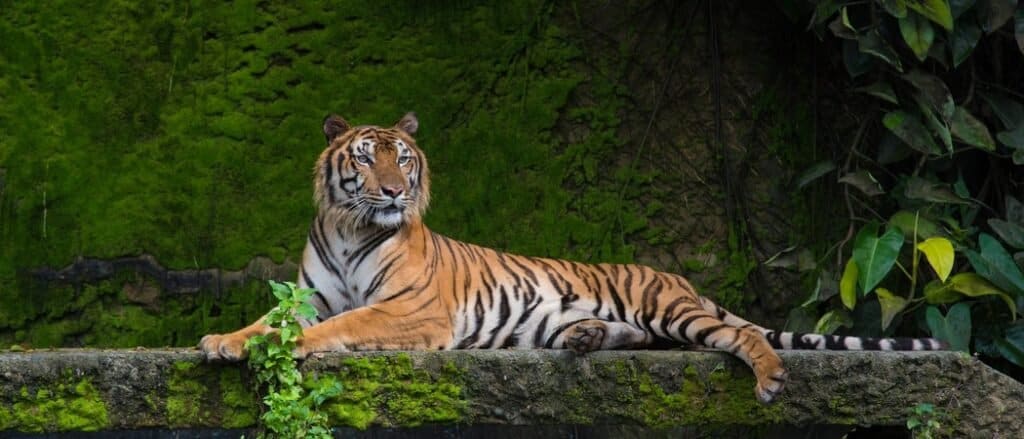Animali più belli