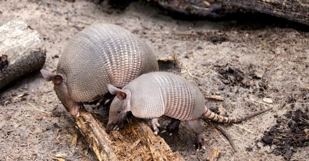 Sono cuccioli di mammiferi armadilli