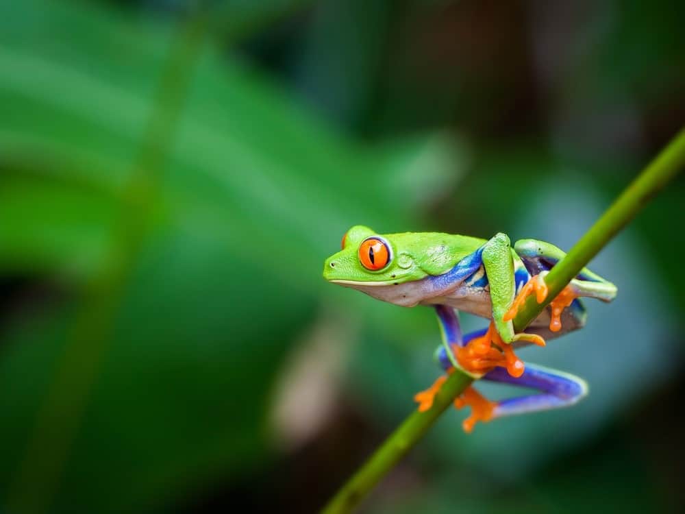 animali che saltano - raganella