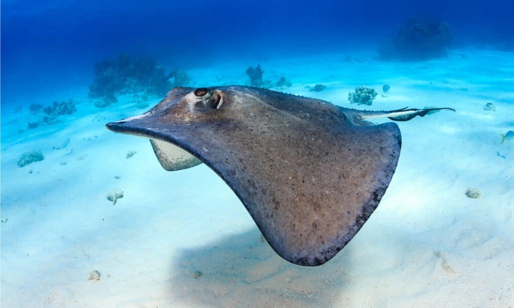 Skate Fish Vs Stingray - Stingray