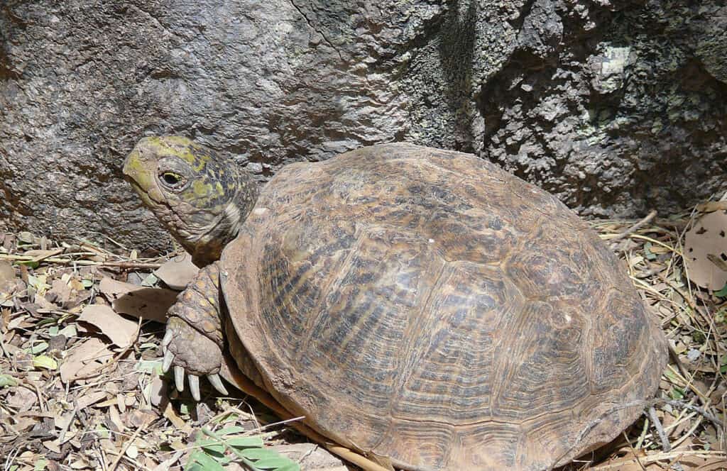 Tartaruga scatola del deserto