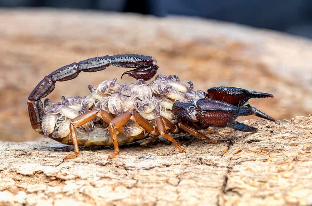 scorpione fatti incredibili