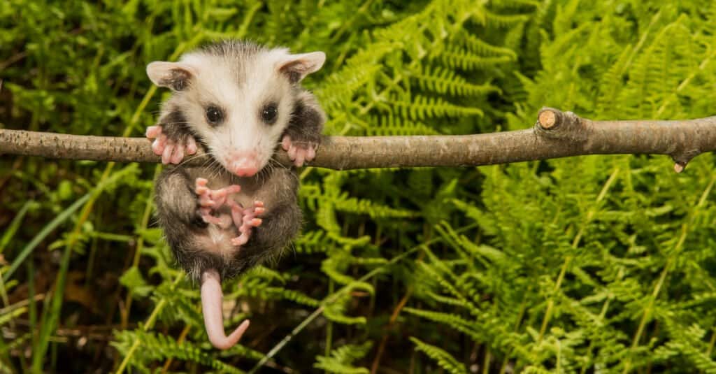Animali più assonnati - Opossum nordamericano
