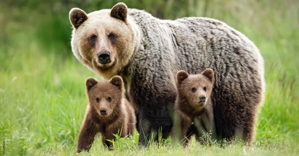 Animali preferiti e più popolari: orso