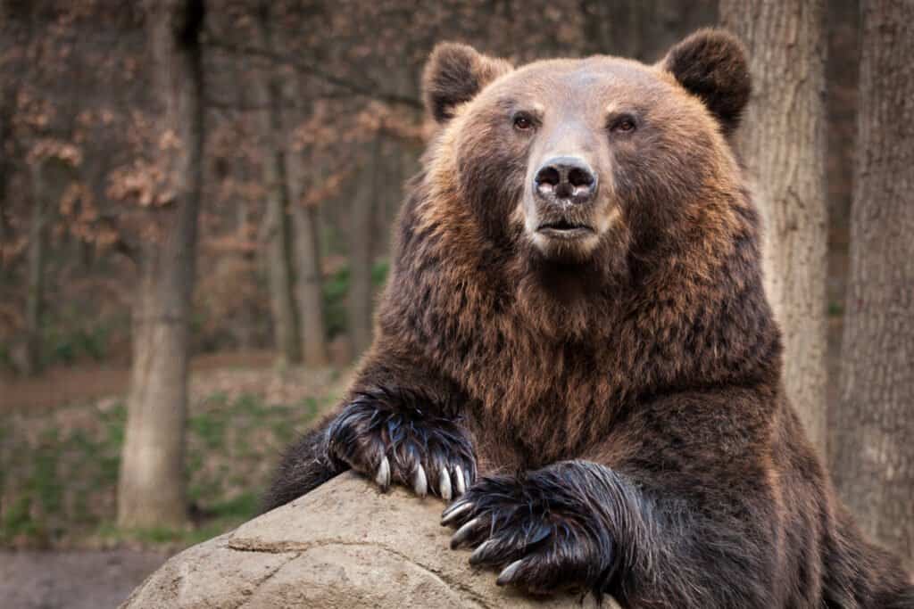 Orso bruno della Kamchatka