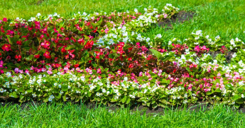 Le begonie sono velenose per cani o gatti - Begonia
