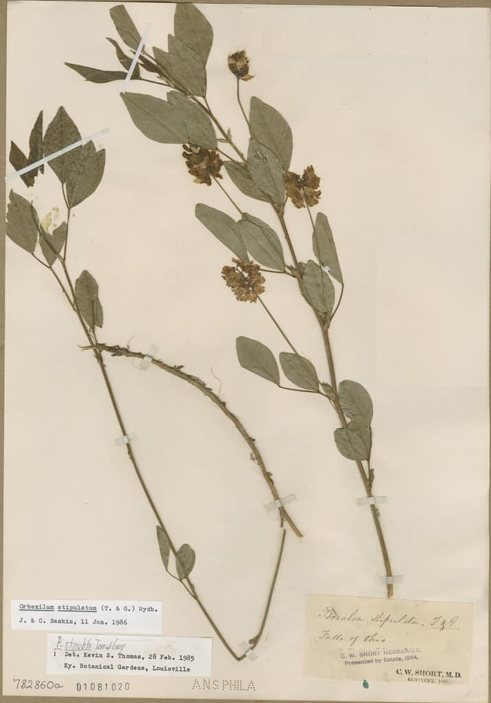 Orbexil stipulato