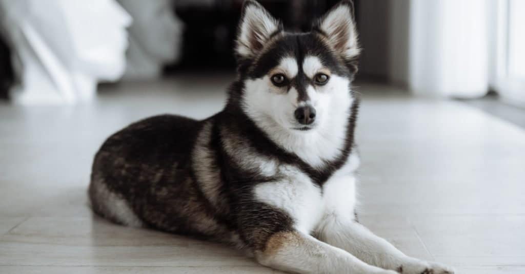 Pomsky sdraiato in salotto.
