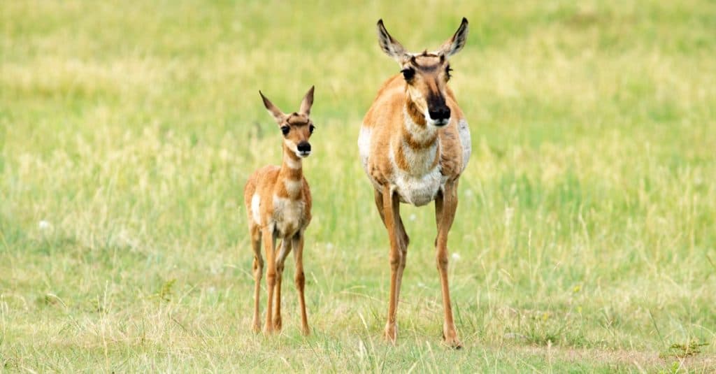 Pronghorn e vitello al Custer State Park nelle Black Hils del South Dakota.