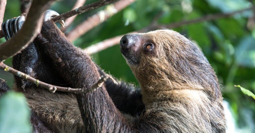 Un rilassato Unau sonnolento, il bradipo a due dita di Linneo (Choloepus didactylus) appeso nella chioma dell'albero.