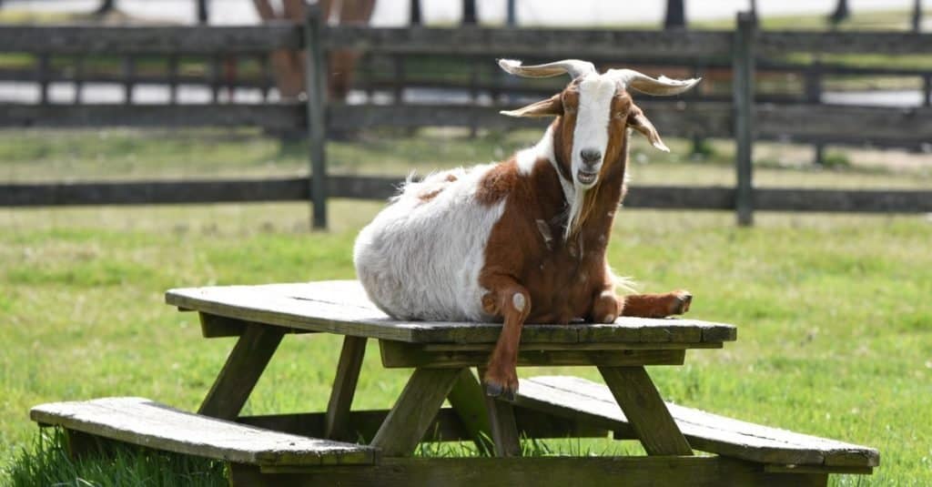 Kinder Capra seduto su un tavolo da picnic al Kinder Farm Park, Severna Park, Maryland