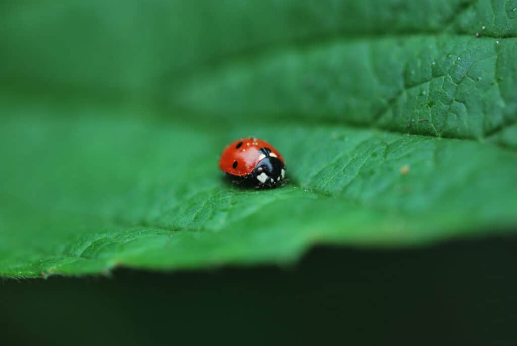 coccinella
