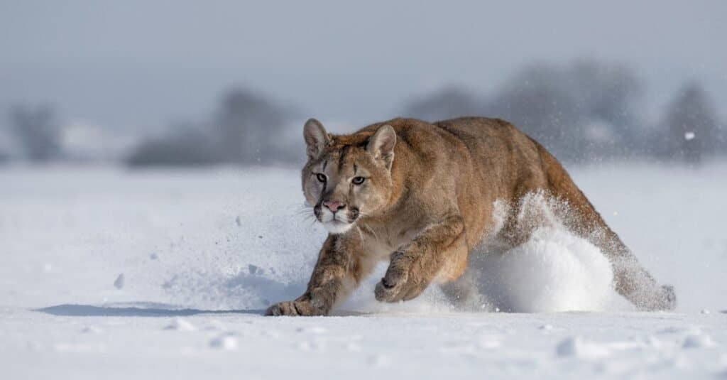 I gatti più veloci - Cougar