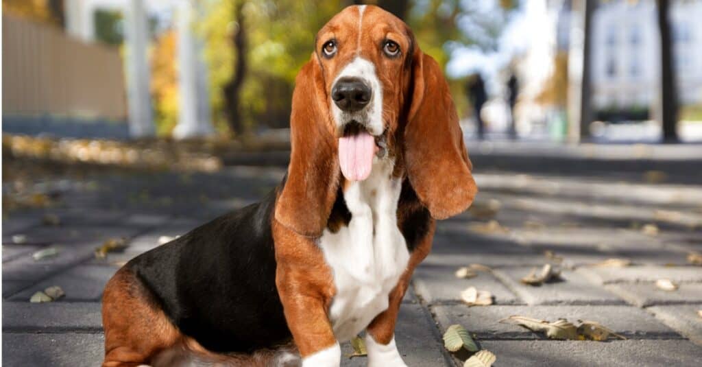 basset hound con la lingua fuori seduto fuori sulle finitrici